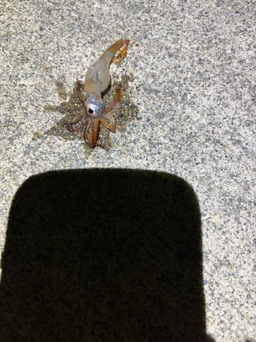イカの釣果