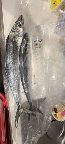 サゴシの釣果