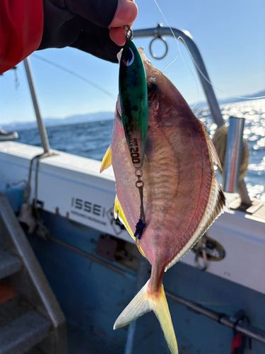 カイワリの釣果
