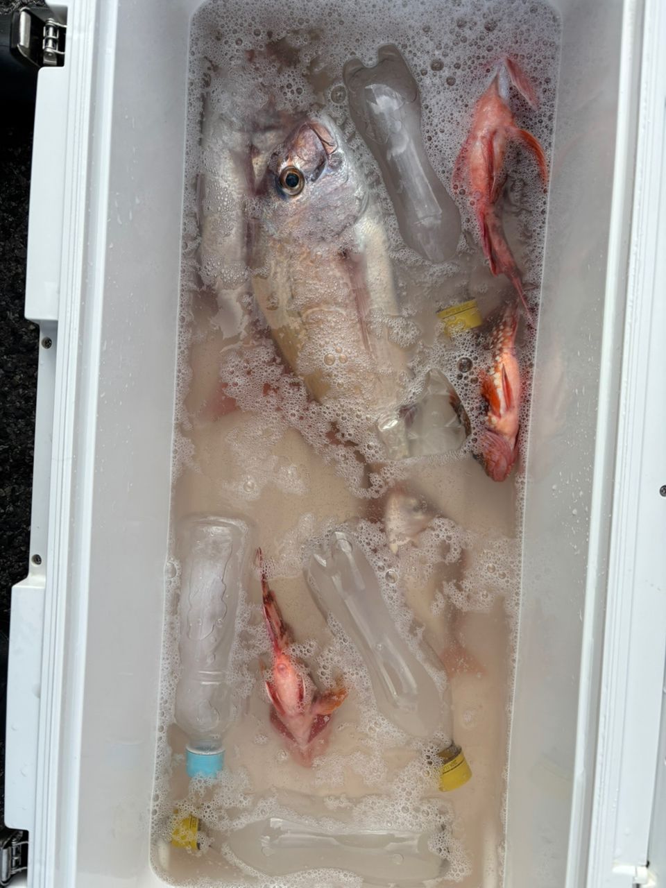 satoshi/5さんの釣果 2枚目の画像