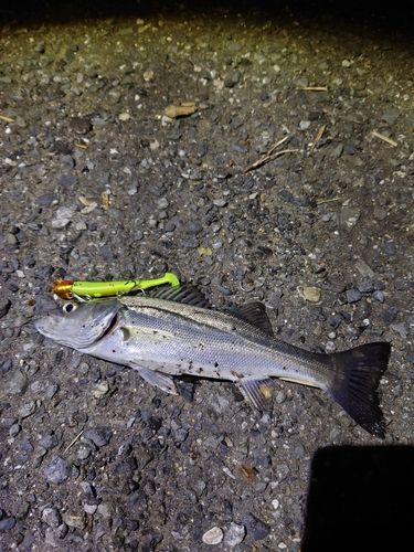 セイゴ（マルスズキ）の釣果