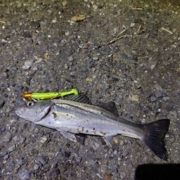 セイゴ（マルスズキ）