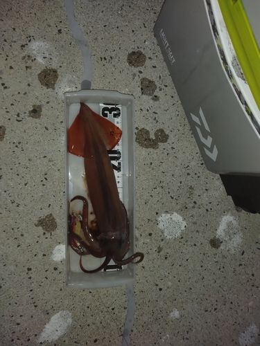 スルメイカの釣果