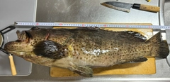 チャイロマルハタの釣果