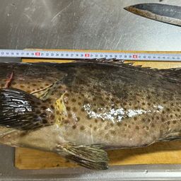 チャイロマルハタ