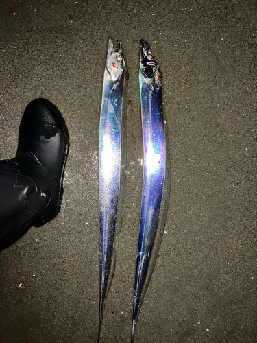 タチウオの釣果