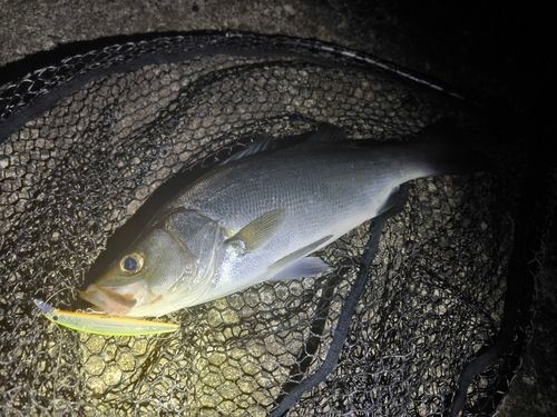 ヒラスズキの釣果