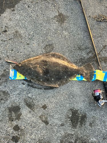 ヒラメの釣果