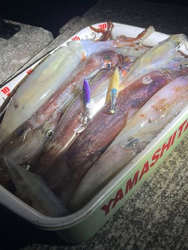 イカの釣果