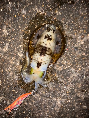 アオリイカの釣果