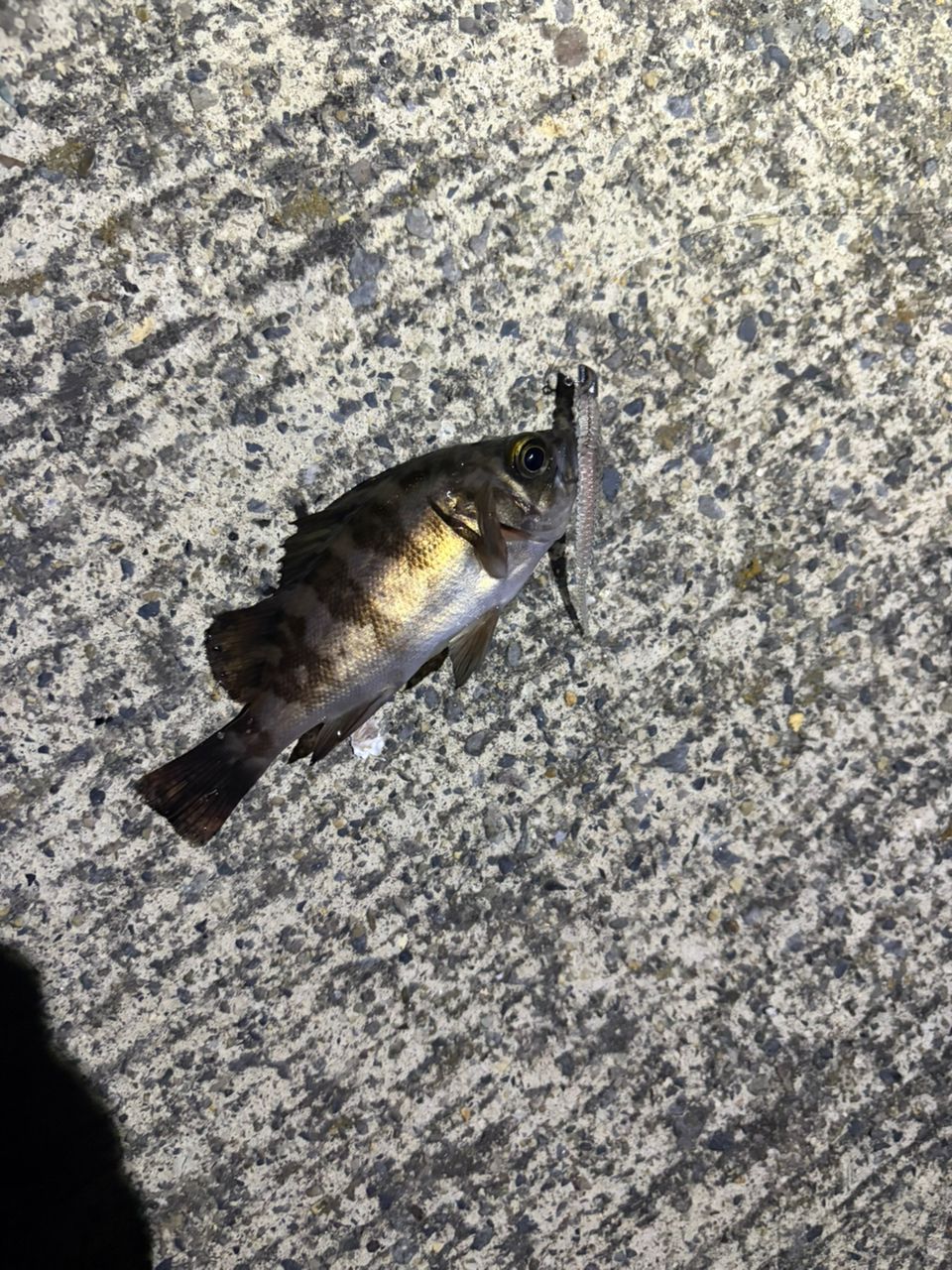 TENRYU ルナキア LK532S-ULSの最安値・インプレ・釣果 | 本音の口コミ