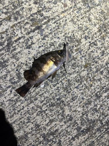 シロメバルの釣果