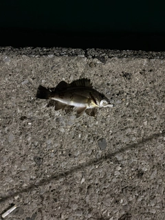 キジハタの釣果