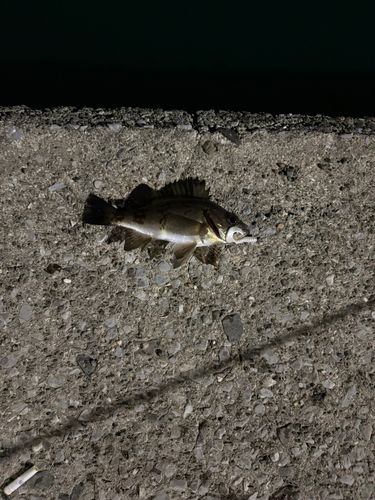 森漁港（愛媛）