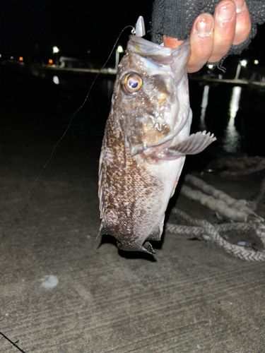 クロソイの釣果