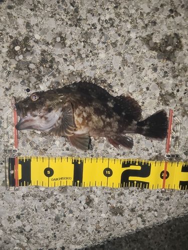 東京湾（アクアライン以北）