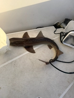 ドチザメの釣果