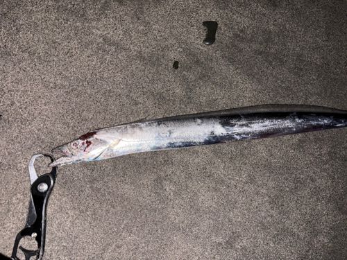 タチウオの釣果