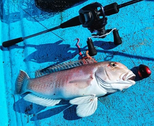 シロアマダイの釣果
