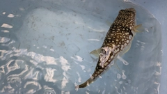 コモンフグの釣果