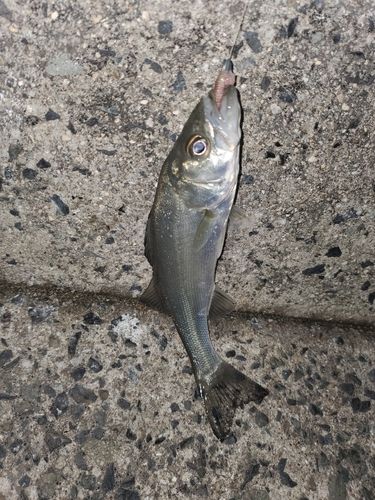 セイゴ（ヒラスズキ）の釣果