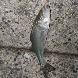 セイゴ（ヒラスズキ）