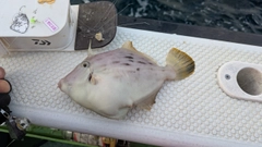 カワハギの釣果