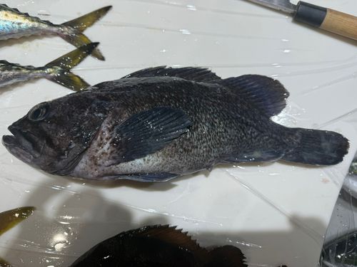 クロソイの釣果