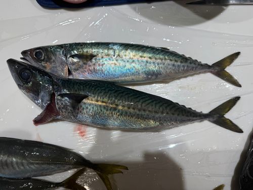 サバの釣果