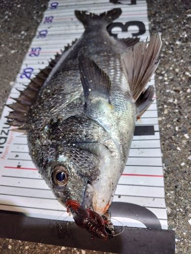 クロダイの釣果