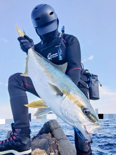 ヒラマサの釣果