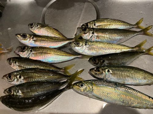 アジの釣果