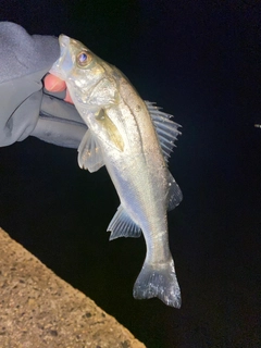 セイゴ（マルスズキ）の釣果
