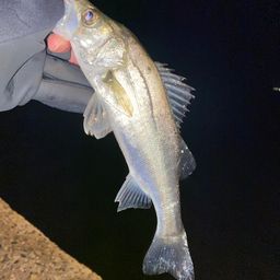 セイゴ（マルスズキ）