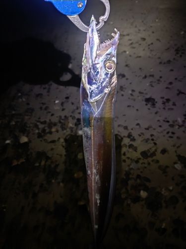 タチウオの釣果