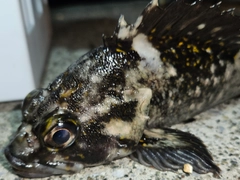オウゴンムラソイの釣果