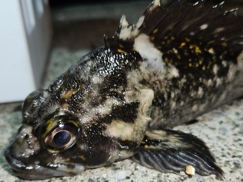 オウゴンムラソイの釣果