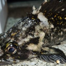 オウゴンムラソイ