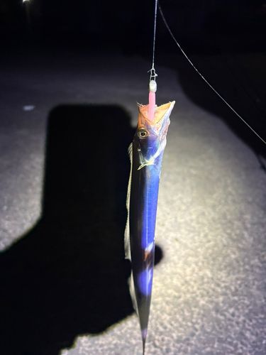 タチウオの釣果