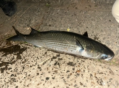 ボラの釣果