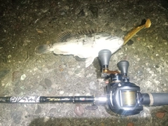 クロソイの釣果