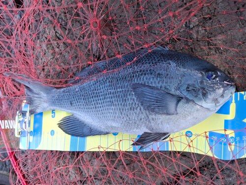 クチブトグレの釣果