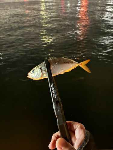 東京湾（アクアライン〜富津）