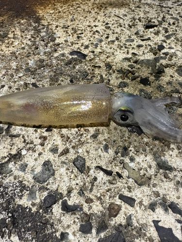 ヤリイカの釣果