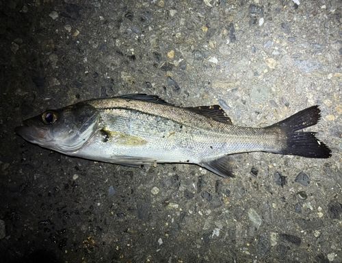 セイゴ（ヒラスズキ）の釣果