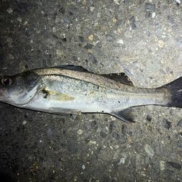 セイゴ（ヒラスズキ）