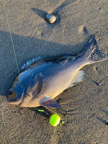 メジナの釣果
