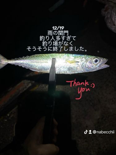 サバの釣果