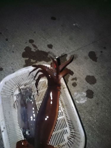 スルメイカの釣果