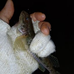 セイゴ（マルスズキ）